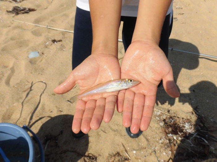 【募集終了】親子投げ釣り教室①